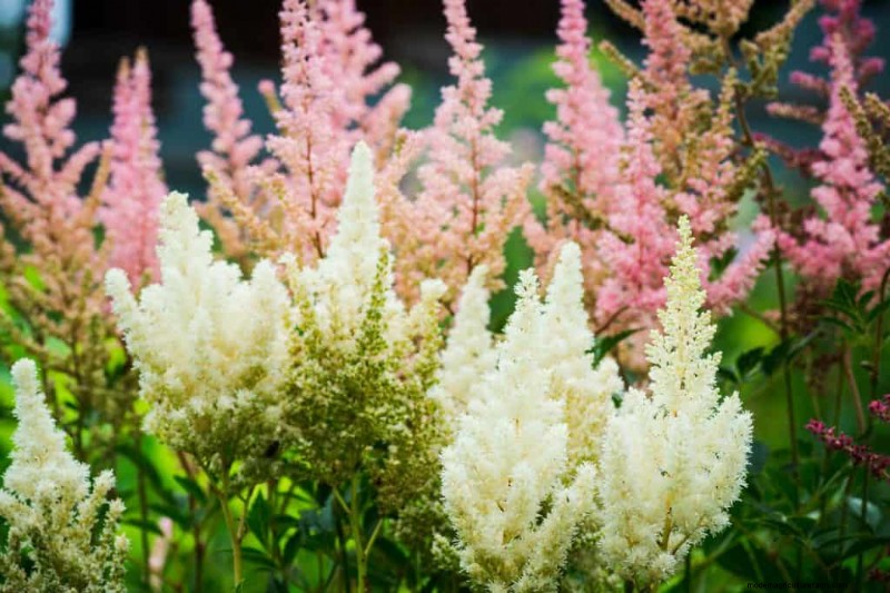 11 Plants That Like Wet Clay Soil And Shade