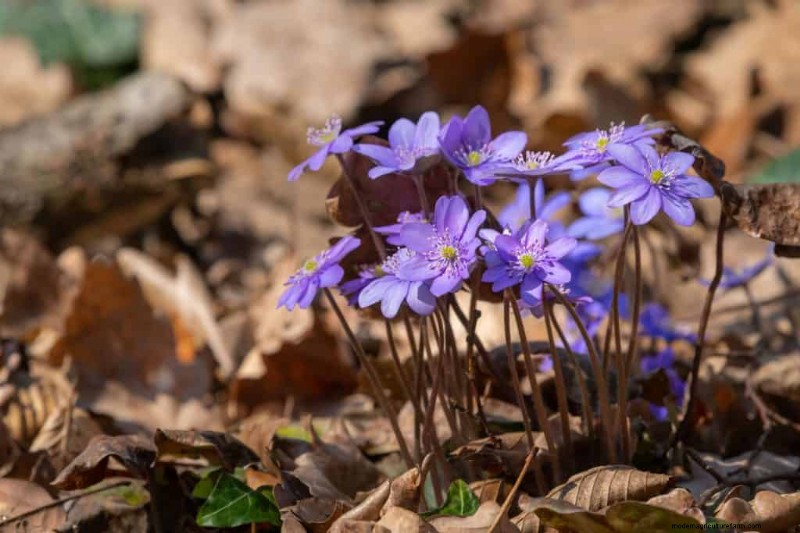 11 Plants That Like Wet Clay Soil And Shade