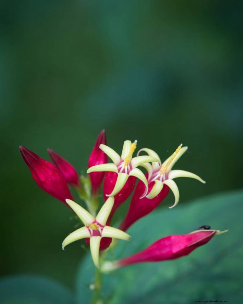 11 Plants That Like Wet Clay Soil And Shade