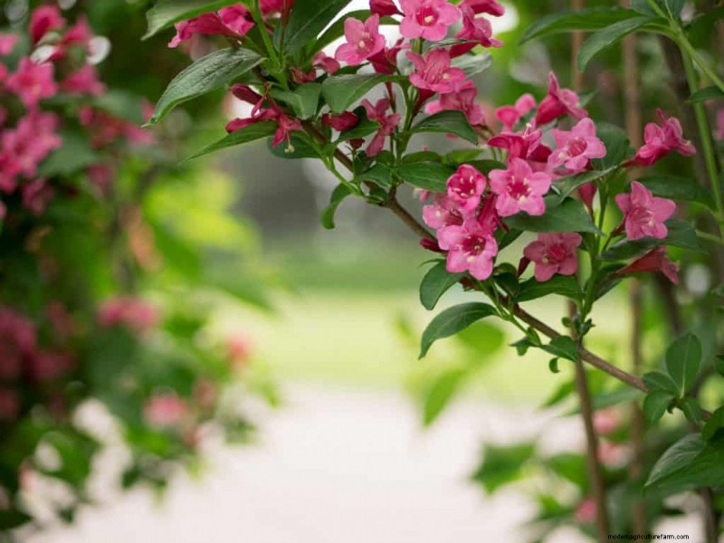 11 Plants That Like Wet Clay Soil And Shade