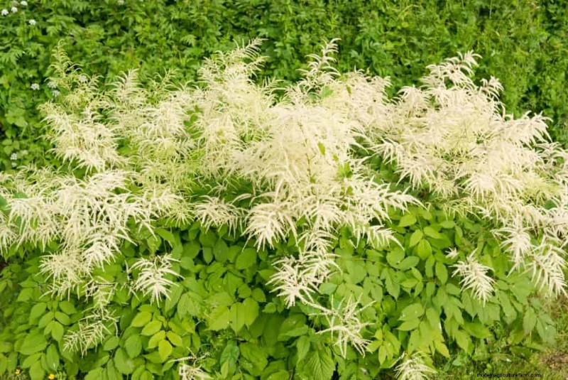 11 Plants That Like Wet Clay Soil And Shade