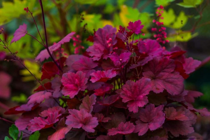 11 Plants That Like Wet Clay Soil And Shade