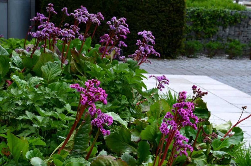 11 Plants That Like Wet Clay Soil And Shade