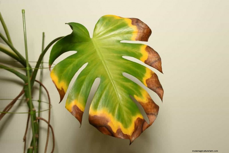 3 Best Epsom Salt Products For Plants