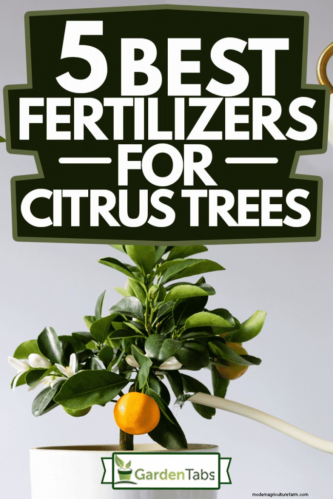5 Best Fertilizers For Citrus Trees