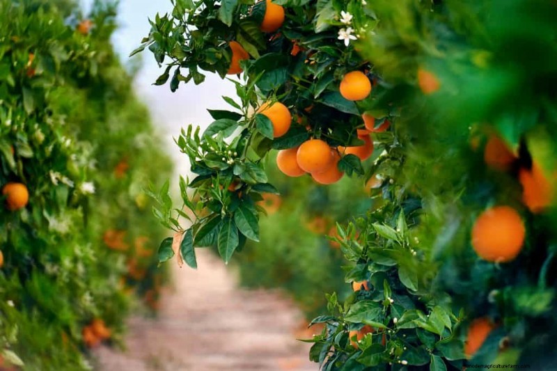 5 Best Fertilizers For Citrus Trees