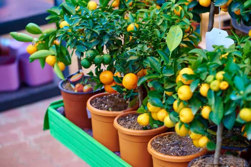 5 Best Fertilizers For Citrus Trees