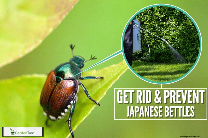 Does Grub Control Kill Japanese Beetles?