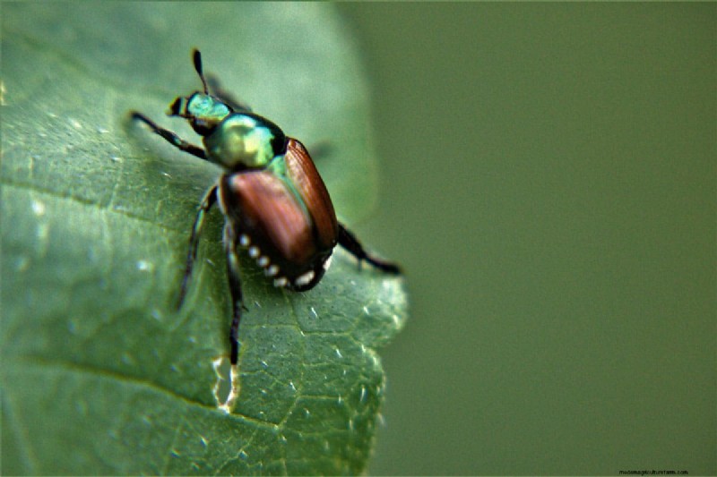 Does Grub Control Kill Japanese Beetles?