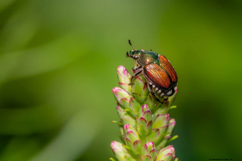 Does Grub Control Kill Japanese Beetles?