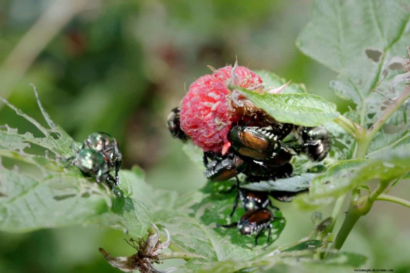 Does Grub Control Kill Japanese Beetles?