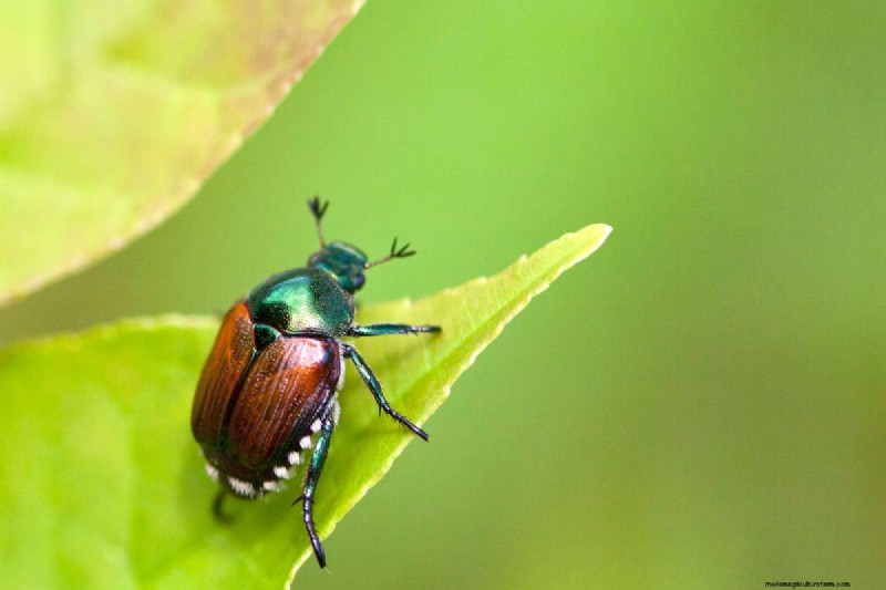 Does Grub Control Kill Japanese Beetles?