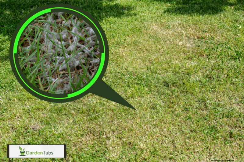 Why Is My Grass Turning White?