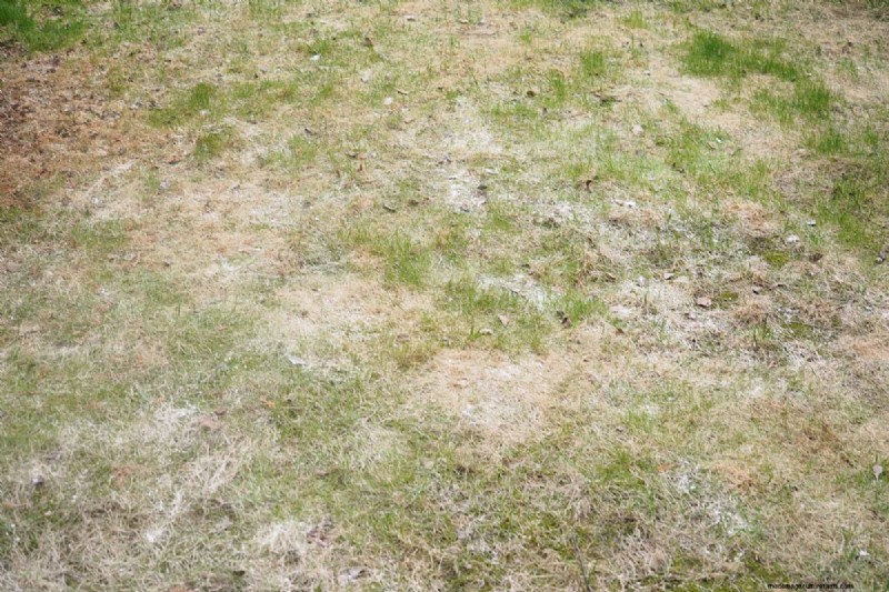 Why Is My Grass Turning White?