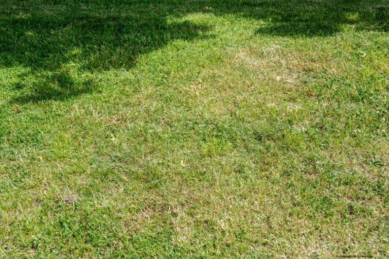 Why Is My Grass Turning White?