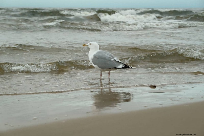 Why Are There Seashells In My Backyard?