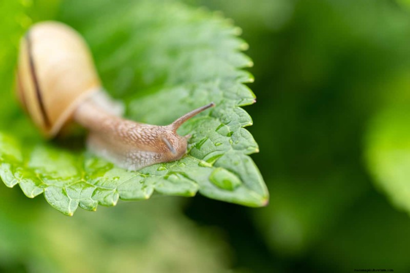 Why Are There Seashells In My Backyard?