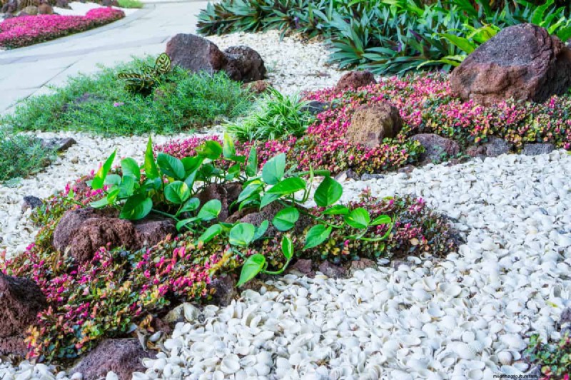 Why Are There Seashells In My Backyard?