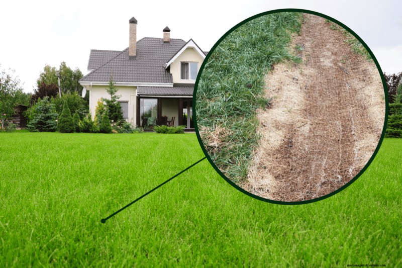 When To Remove Netting From New Grass