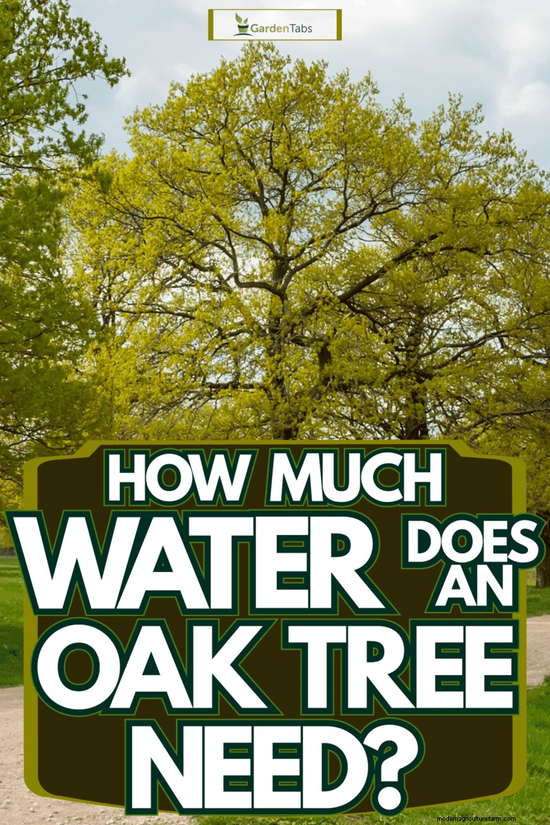 How Much Water Does An Oak Tree Need?