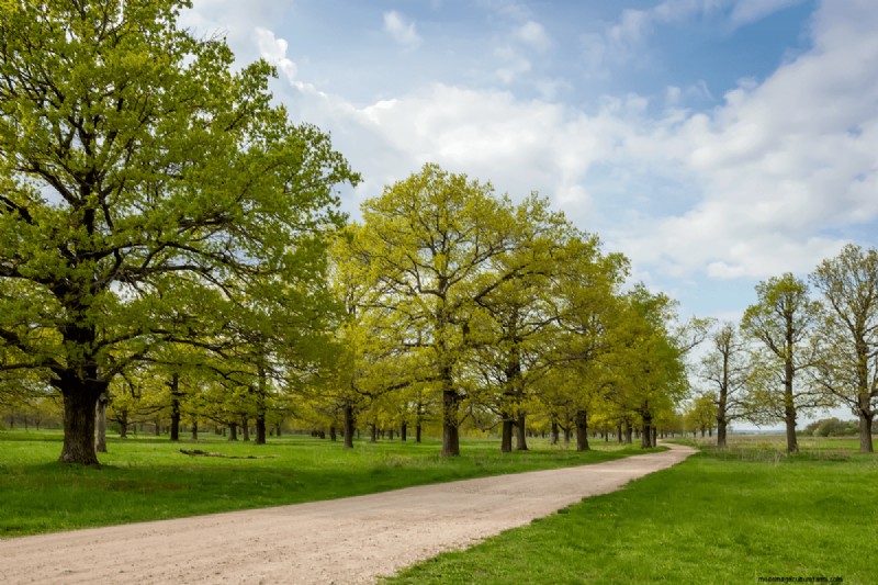 How Much Water Does An Oak Tree Need?