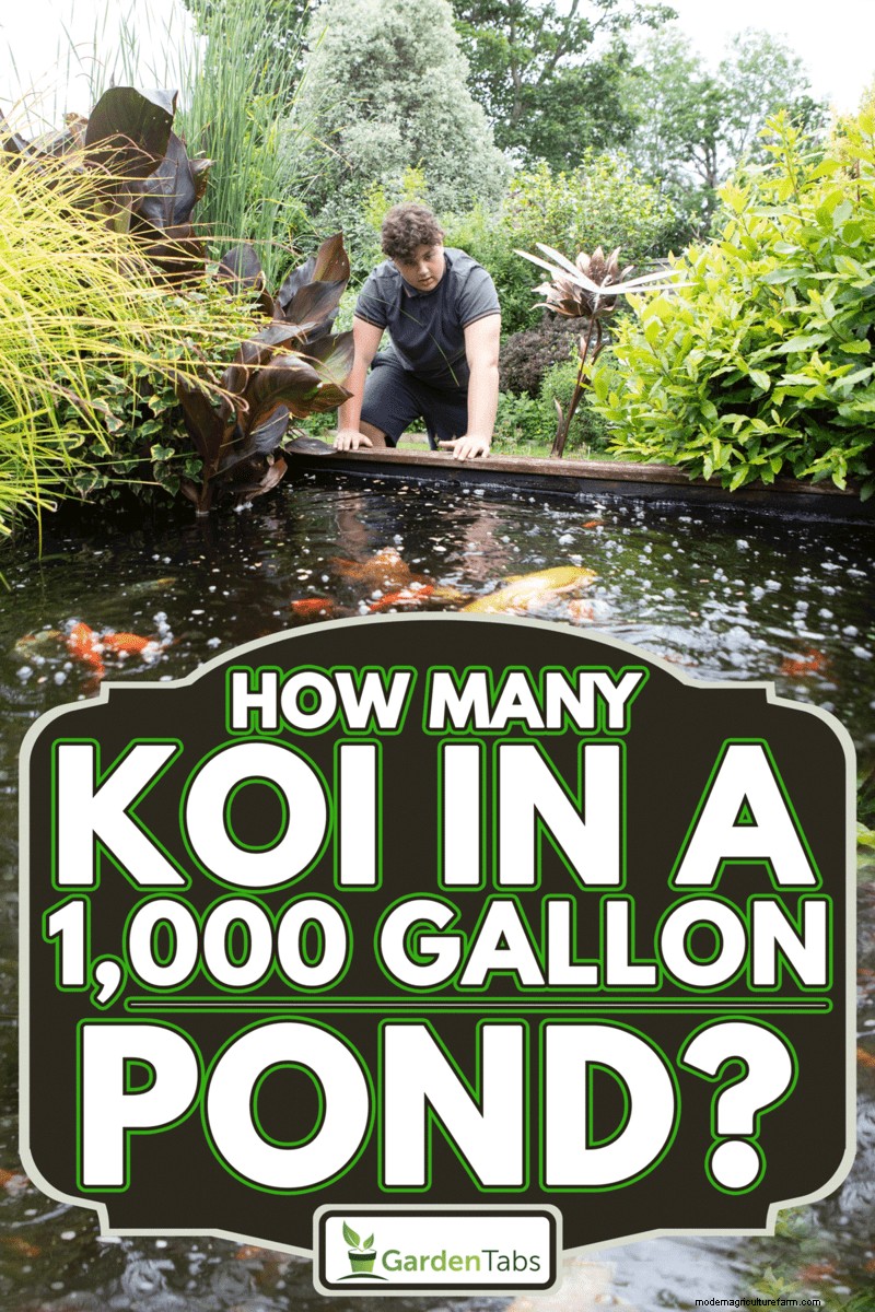 How Many Koi In A 1,000 Gallon Pond?