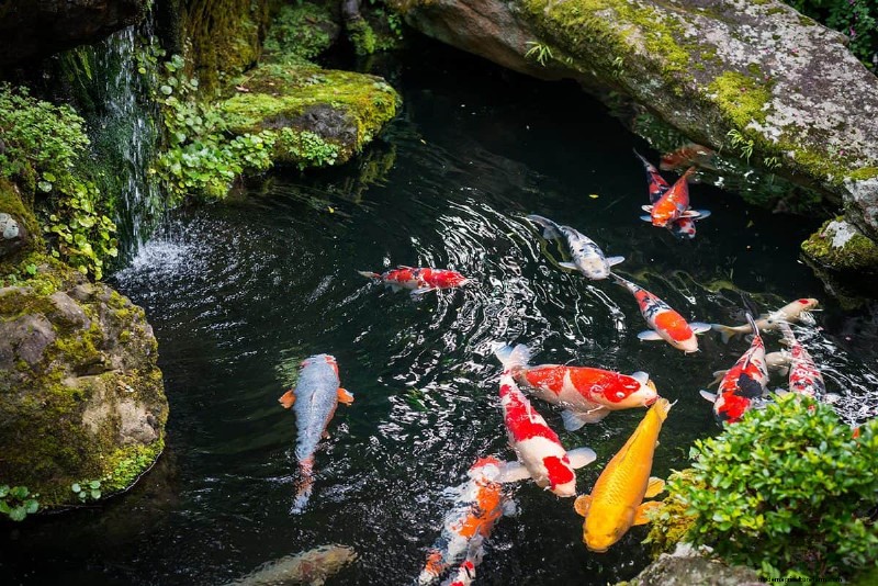 How Many Koi In A 1,000 Gallon Pond?