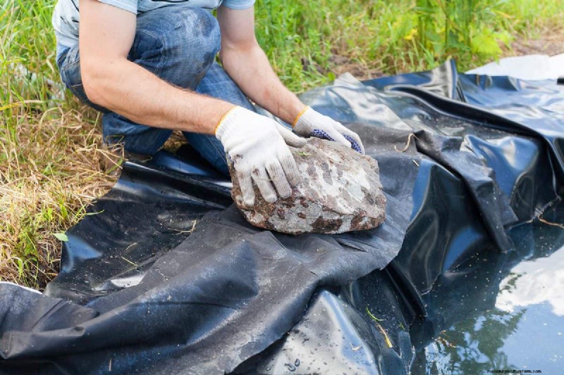 How Many Koi In A 1,000 Gallon Pond?