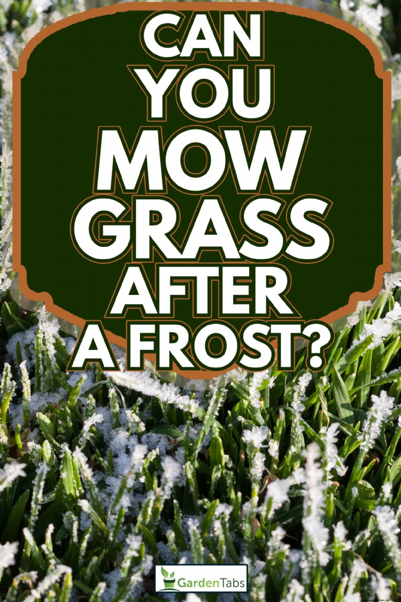 Can You Mow Grass After A Frost?