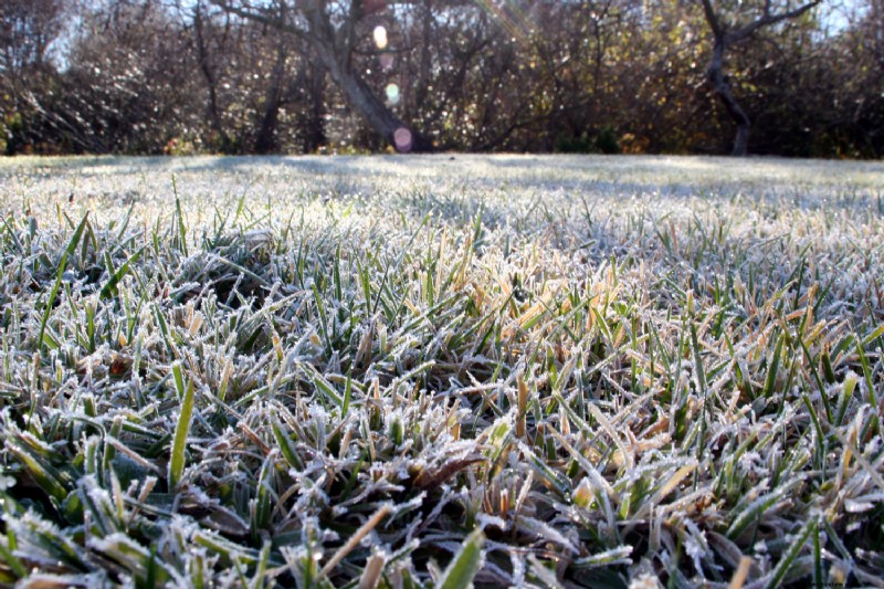 Can You Mow Grass After A Frost?