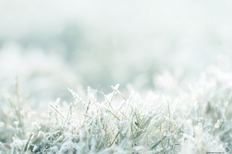 Can You Mow Grass After A Frost?