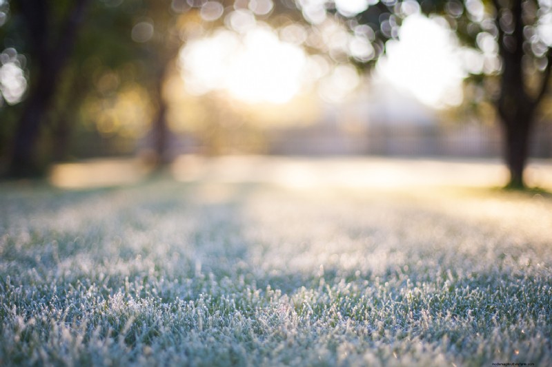 Can You Mow Grass After A Frost?