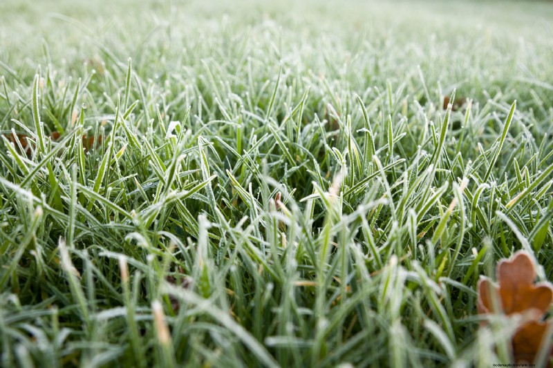 Can You Mow Grass After A Frost?
