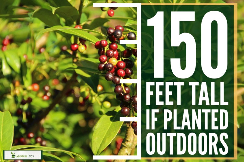 How Tall Does A Laurel Tree Grow?
