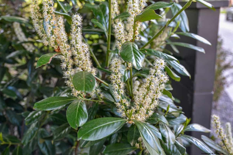 How Tall Does A Laurel Tree Grow?