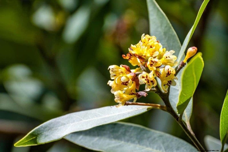 How Tall Does A Laurel Tree Grow?