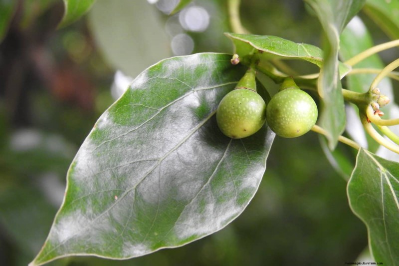 How Tall Does A Laurel Tree Grow?