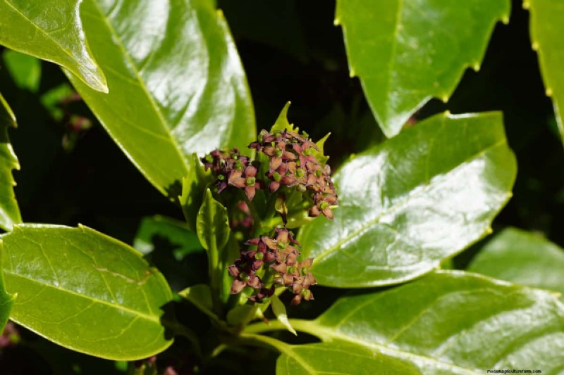 How Tall Does A Laurel Tree Grow?