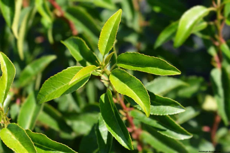 How Tall Does A Laurel Tree Grow?