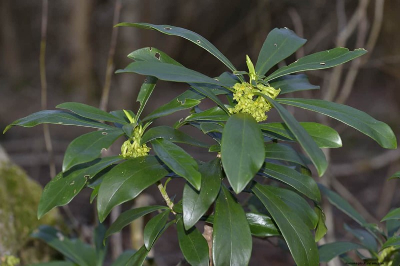 How Tall Does A Laurel Tree Grow?