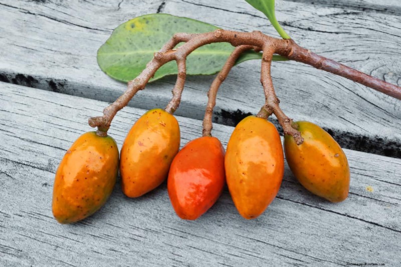 How Tall Does A Laurel Tree Grow?