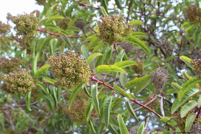 How Tall Does A Laurel Tree Grow?
