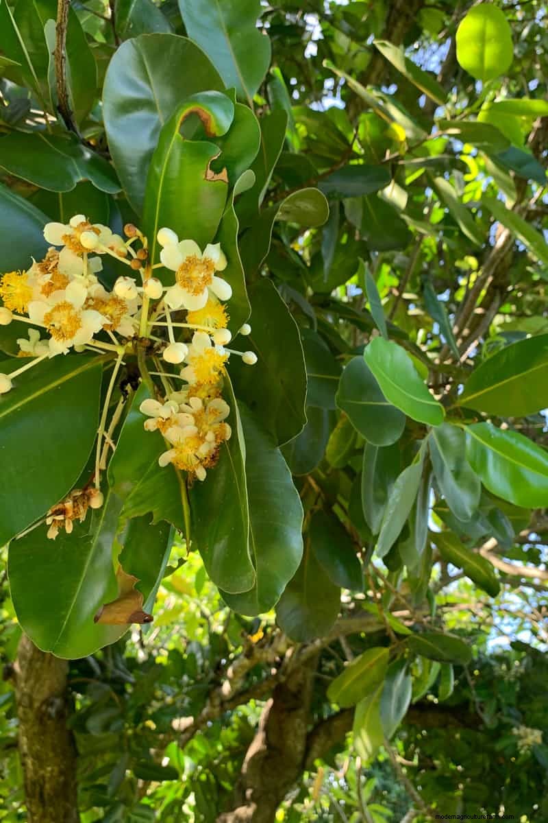 How Tall Does A Laurel Tree Grow?