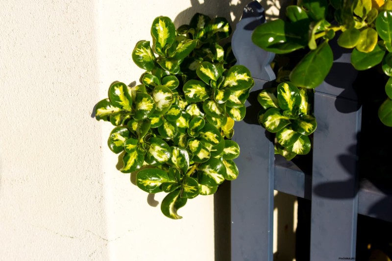 How Tall Does A Laurel Tree Grow?