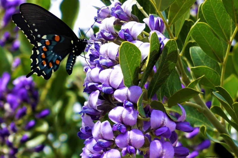 How Tall Does A Laurel Tree Grow?