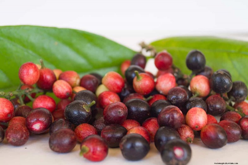 How Tall Does A Laurel Tree Grow?