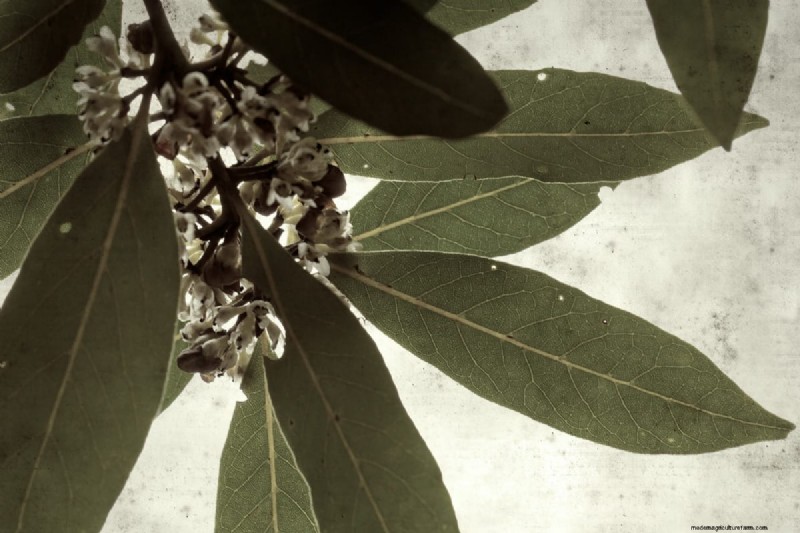 How Tall Does A Laurel Tree Grow?