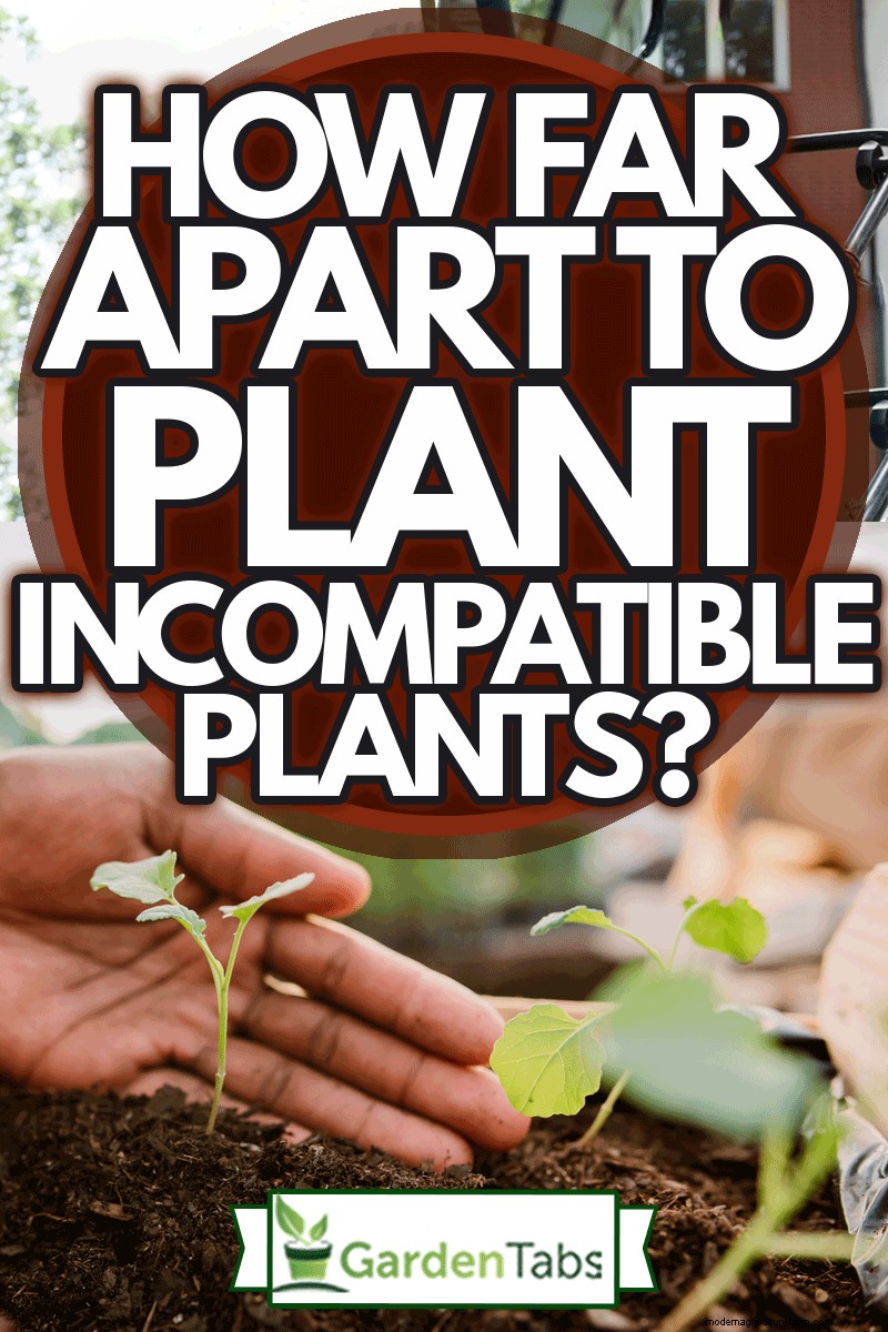 How Far Apart To Plant Incompatible Plants?