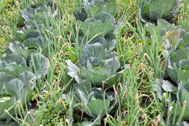 How Far Apart To Plant Incompatible Plants?