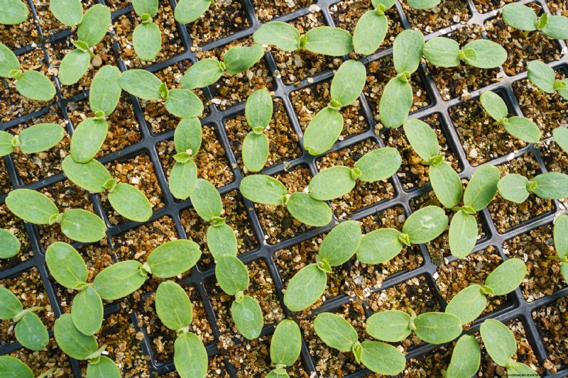 How Far Apart To Plant Incompatible Plants?